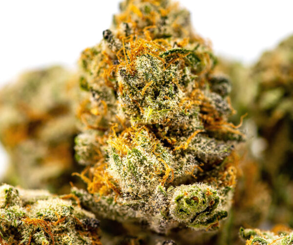Tangerine Dream - Image 3